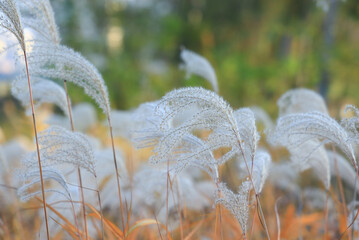 Many beautiful reeds in outdoor parks