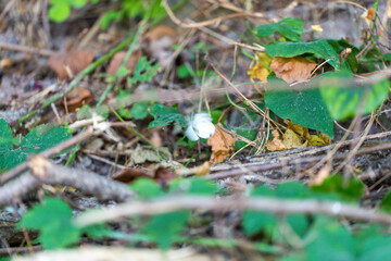 A beautiful white flower is situated amongst lush green leaves and branches