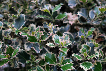 Closeup of a beautiful plant with striking green and white leaves