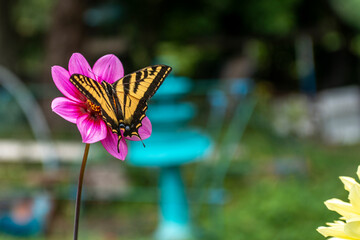 butterfly on flower