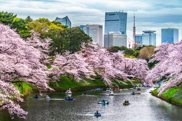桜咲く千鳥ヶ淵　満開の桜とビル群【東京都・千代田区】