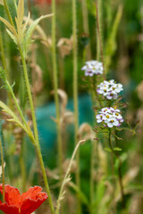Wildflowers in the field