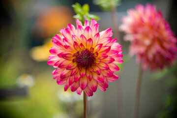 pink dahlia flower