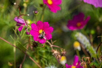 Bumblebee on cosmos flower