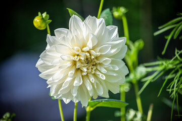white dahlia flower