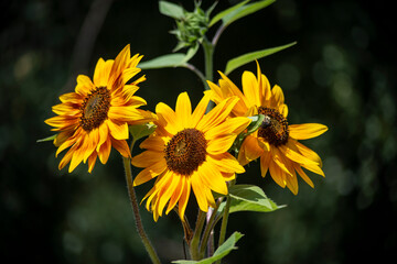sunflowers in the garden