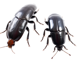 a close up of a black beetle