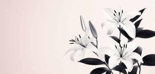 A minimalist floral background with white lilies and black leaves, set against a pale blush canvas.