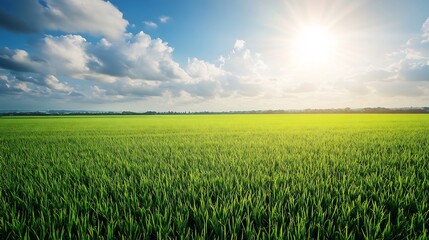 Obraz premium Tranquil Green Field Landscape Under a Sunny Sky