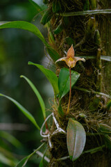 Exquisite Orchids of Mount Kinabalu Botanical Garden, East Malaysia