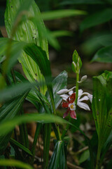 Obraz premium Exquisite Orchids of Mount Kinabalu Botanical Garden, East Malaysia