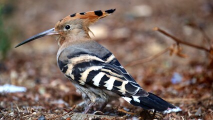 Close-up of a Eurasian Hoopoe (Upupa epops) peeking through vibrant green grass. The bird’s iconic orange crest and curved beak are beautifully detailed, highlighting its unique features  © Ben