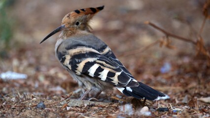 Close-up of a Eurasian Hoopoe (Upupa epops) peeking through vibrant green grass. The bird’s...
