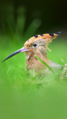 Close-up of a Eurasian Hoopoe (Upupa epops) peeking through vibrant green grass. The bird’s iconic orange crest and curved beak are beautifully detailed, highlighting its unique features  © Ben
