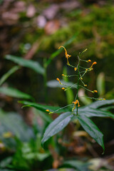 Exquisite Orchids of Mount Kinabalu Botanical Garden, East Malaysia