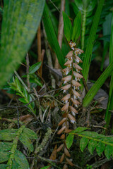 Exquisite Orchids of Mount Kinabalu Botanical Garden, East Malaysia