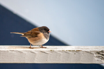 dark eyed junco