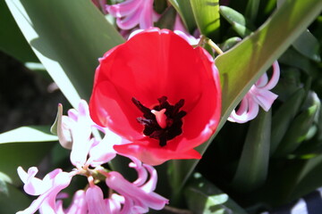 This is a close up image of a striking red flower featuring a black center
