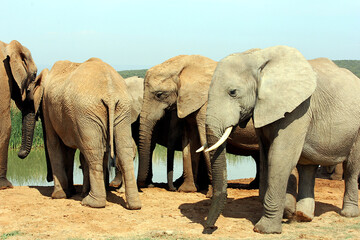 Obraz premium A Herd of African Elephants Congregating at the Local Watering Hole in the Kruger National Park, South Africa