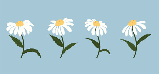 Daisy flower background.Eps 10 vector.