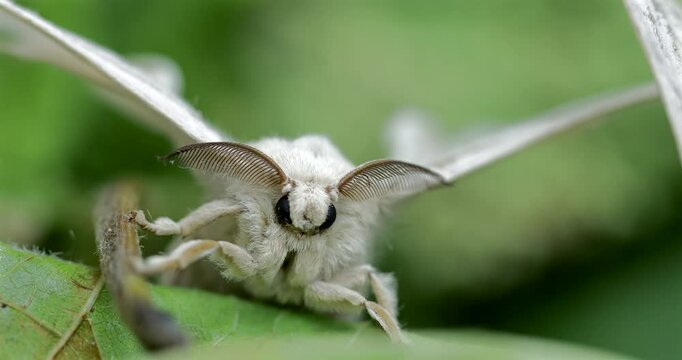 Silk moth head, extreme closeup, Bombyx mori