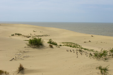 Clean sandy beaches in national park. Kaliningrad region. Picturesque landscape of Baltic is represented by sand dunes and sea coast. Coastal part of Curonian Lagoon covered with sand.