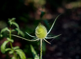 A closeup of a green flower on a black background highlighting its color