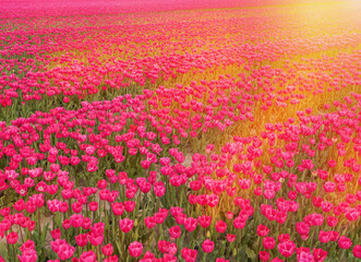 Field of pink tulips in the rays of the setting or rising sun. Flower business, field renewal, beautiful spring flowers, pulling out tulips, flower field