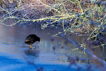 Eurasian Coot on Icy Pond with Frosty Branches