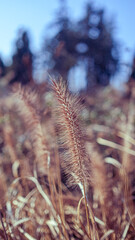 Closeup of a vibrant plant in a field with trees in the background