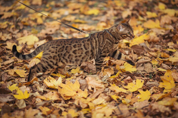 Bengal cat on a leash outdoors in autumn,portrait of wild cat. A pet on a walk in nature. Domestic cat walking on a leash in the fall park. Sweet pet wandering outdor adventure.