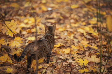 A bengal cat exploring the autumn forest. Beautiful Cat walks through the fallen yellow leaves. 