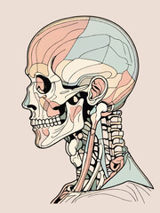 homan skull with muscles, anatomy, sketch vector