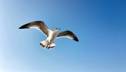 Obraz premium Seagull soaring low, exploring vast sky.