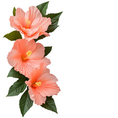Pink Hibiscus Flowers Bouquet with Transparent Background for Design Projects