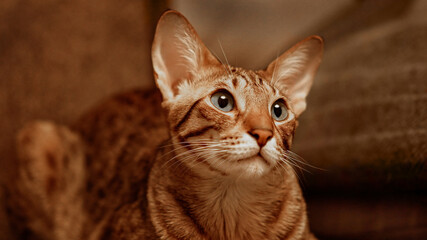 Naklejka premium A beautiful brown spotted oriental cat is looking out into the distance
