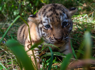 Amur tiger cubs remain on the grass at the Almaty Zoo in Kazakhstan.
