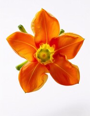 1 Papaya flower, white background