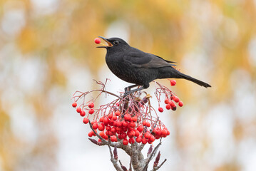 Blackbird with rowan berries