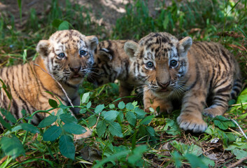 Amur tiger cubs remain on the grass at the Almaty Zoo in Kazakhstan.