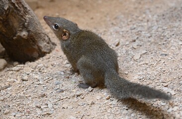 A northern tree shrew near a branch
