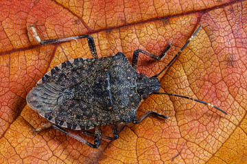 Marmorierte Baumwanze - Halyomorpha halys
