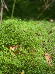 Vacation Portugal Madeira