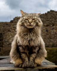 Maine Coon cat sitting in the ruins of Pompeii