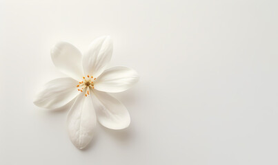 Obraz premium close up of white flower