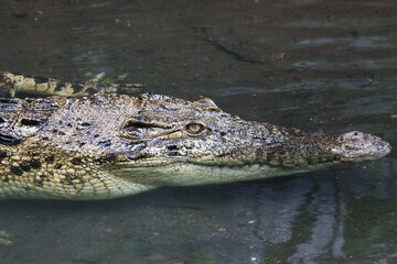 Fototapeta premium Close-Up of a Saltwater Crocodile or Crocodylus porosus Partially Submerged in Water
