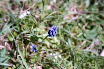 A small, delicate purple flower is flourishing amidst the green grass