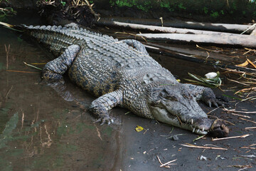 Saltwater Crocodile or Crocodylus porosus Resting Near Water In Natural Habitat
