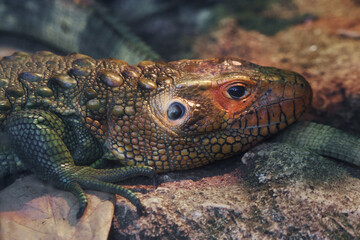 Close-Up of Colorful Reptile Resting on Rocky Surface in Natural Habitat