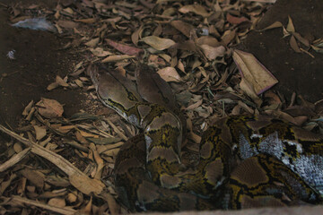 Camouflaged Python in Leafy Forest Floor